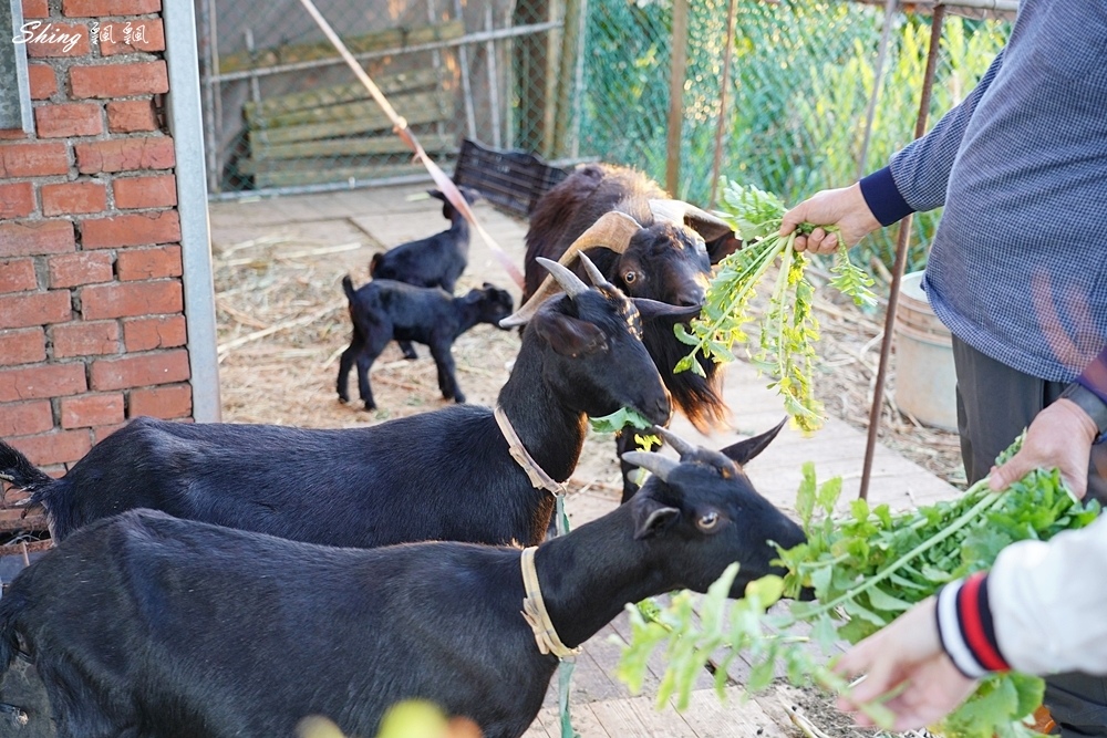 林園居農場民宿-桃園住宿推薦,親子農事體驗,環保有機無毒有機農場田園DIY @博士生瘋狂日記 林園居農場民宿-桃園住宿推薦,親子農事體驗,環保有機無毒有機農場田園DIY @博士生瘋狂日記