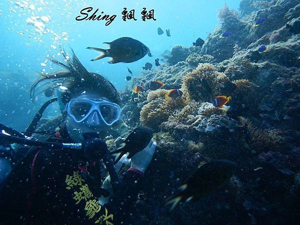 [屏東小琉球] 綠蠵龜潛水背包客住宿-小琉球潛水民宿，潛水女神教練帶領被魚兒包圍 @博士生瘋狂日記