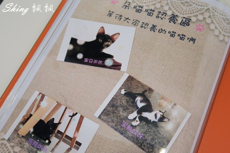 [台中] 朵喵喵咖啡館-台中貓咪餐廳主題咖啡館，乖巧暖心流浪貓認養 @博士生瘋狂日記