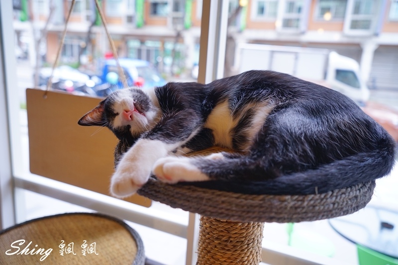 [台中] 朵喵喵咖啡館-台中貓咪餐廳主題咖啡館，乖巧暖心流浪貓認養 @博士生瘋狂日記