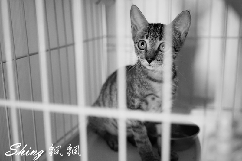 [台中] 朵喵喵咖啡館-台中貓咪餐廳主題咖啡館，乖巧暖心流浪貓認養 @博士生瘋狂日記