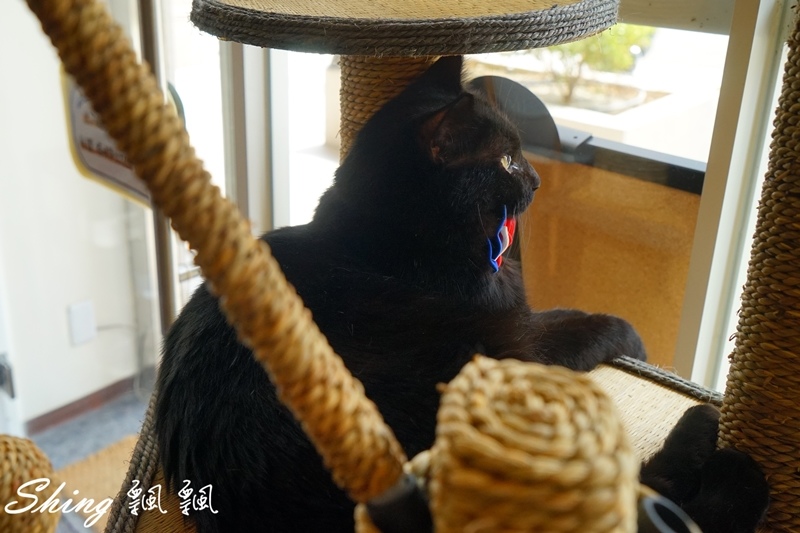 [台中] 朵喵喵咖啡館-台中貓咪餐廳主題咖啡館，乖巧暖心流浪貓認養 @博士生瘋狂日記