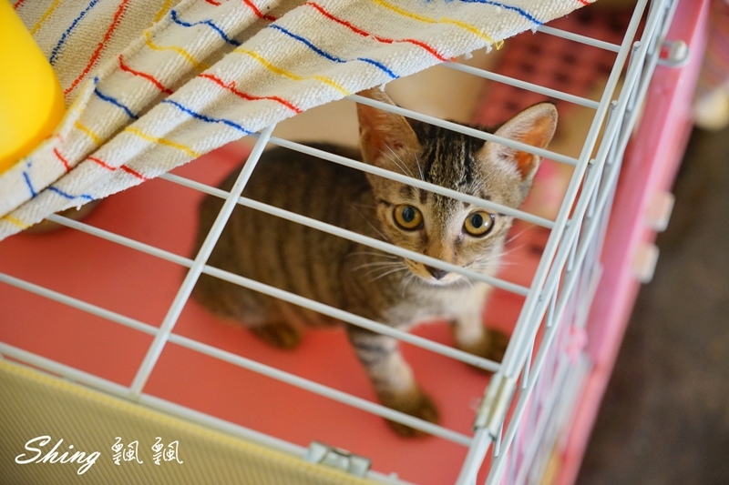 [台中] 朵喵喵咖啡館-台中貓咪餐廳主題咖啡館，乖巧暖心流浪貓認養 @博士生瘋狂日記