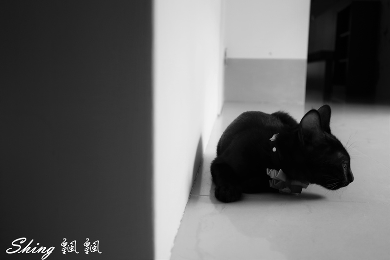 [台中] 朵喵喵咖啡館-台中貓咪餐廳主題咖啡館，乖巧暖心流浪貓認養 @博士生瘋狂日記