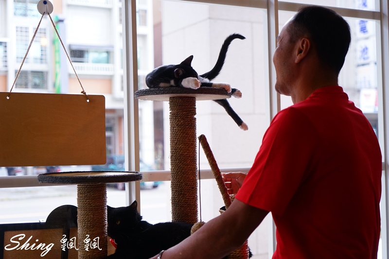 [台中] 朵喵喵咖啡館-台中貓咪餐廳主題咖啡館，乖巧暖心流浪貓認養 @博士生瘋狂日記
