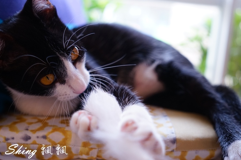 [台中] 朵喵喵咖啡館-台中貓咪餐廳主題咖啡館，乖巧暖心流浪貓認養 @博士生瘋狂日記