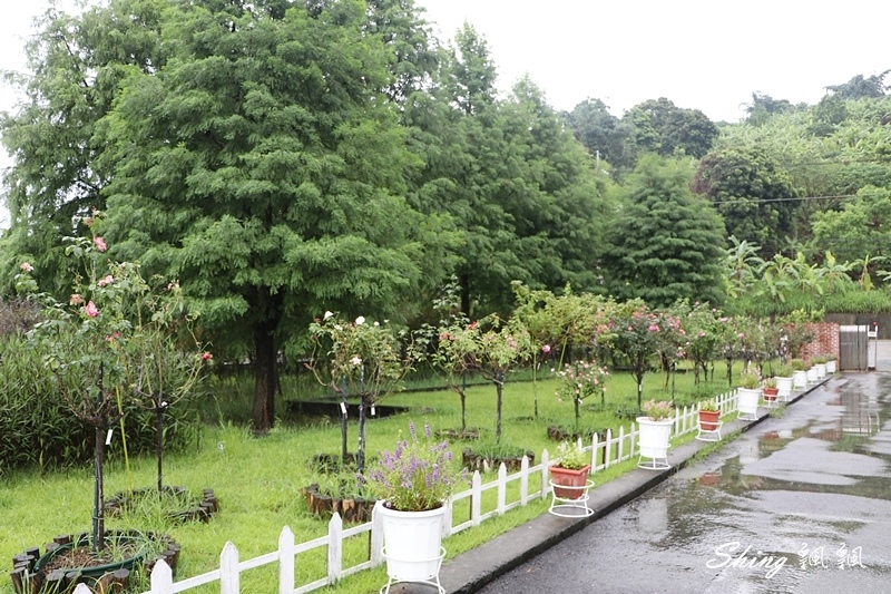 [雲林古坑] 蘿莎玫瑰山莊ROSAHILL-500種玫瑰品種夢幻花園，可以看到世界上最小的溫室玫瑰!! @博士生瘋狂日記