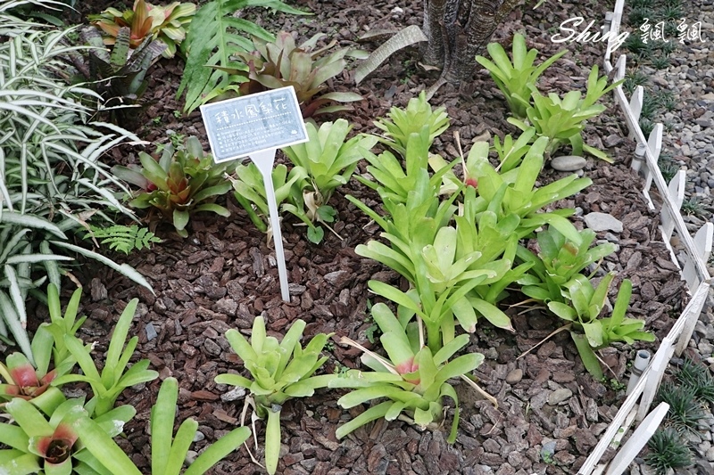 [雲林古坑] 蘿莎玫瑰山莊ROSAHILL-500種玫瑰品種夢幻花園，可以看到世界上最小的溫室玫瑰!! @博士生瘋狂日記