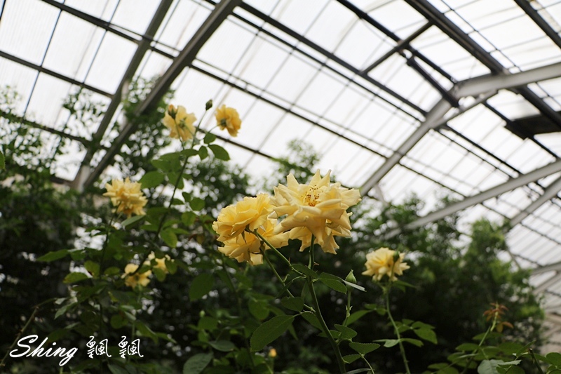 [雲林古坑] 蘿莎玫瑰山莊ROSAHILL-500種玫瑰品種夢幻花園，可以看到世界上最小的溫室玫瑰!! @博士生瘋狂日記