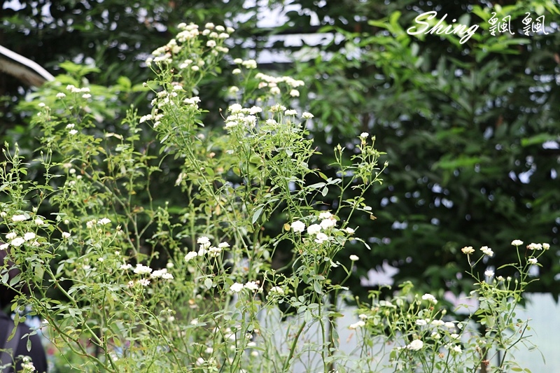 [雲林古坑] 蘿莎玫瑰山莊ROSAHILL-500種玫瑰品種夢幻花園，可以看到世界上最小的溫室玫瑰!! @博士生瘋狂日記