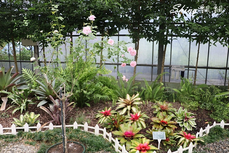 [雲林古坑] 蘿莎玫瑰山莊ROSAHILL-500種玫瑰品種夢幻花園，可以看到世界上最小的溫室玫瑰!! @博士生瘋狂日記