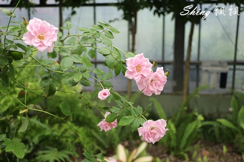 [雲林古坑] 蘿莎玫瑰山莊ROSAHILL-500種玫瑰品種夢幻花園，可以看到世界上最小的溫室玫瑰!! @博士生瘋狂日記