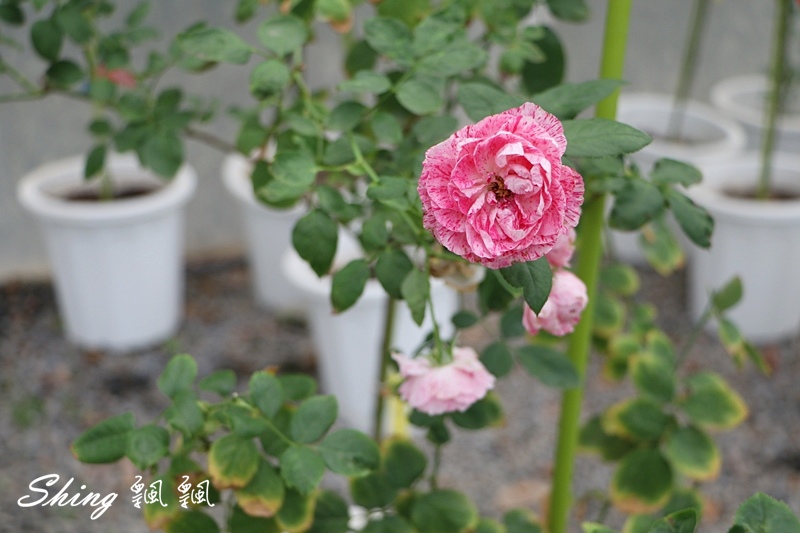 [雲林古坑] 蘿莎玫瑰山莊ROSAHILL-500種玫瑰品種夢幻花園，可以看到世界上最小的溫室玫瑰!! @博士生瘋狂日記