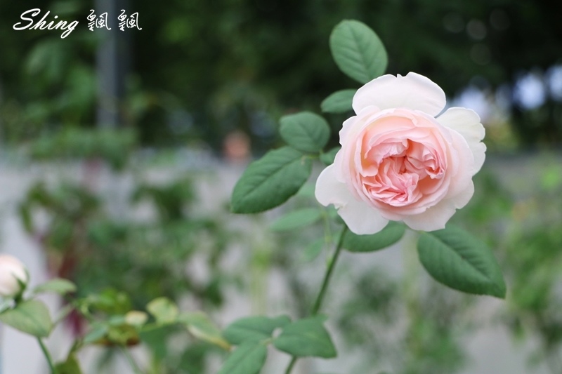 [雲林古坑] 蘿莎玫瑰山莊ROSAHILL-500種玫瑰品種夢幻花園，可以看到世界上最小的溫室玫瑰!! @博士生瘋狂日記