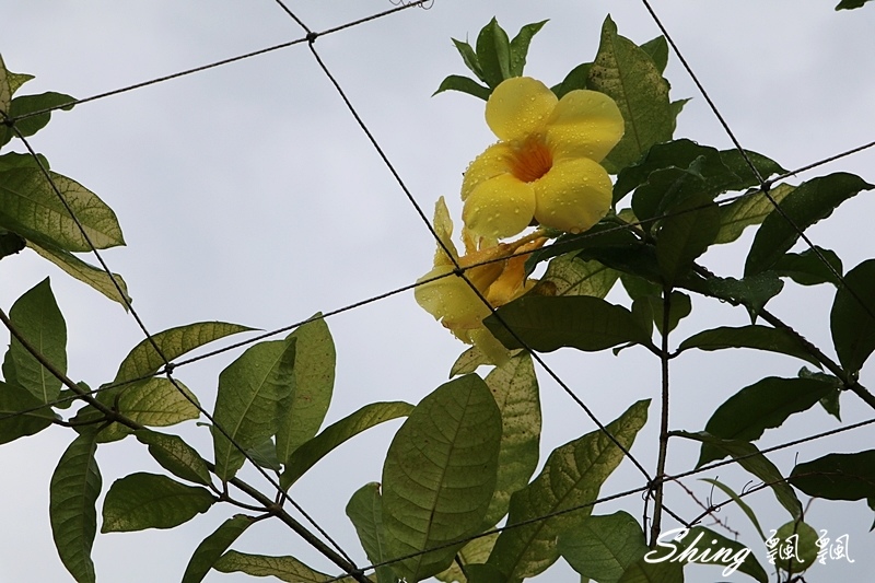 [雲林古坑] 蘿莎玫瑰山莊ROSAHILL-500種玫瑰品種夢幻花園，可以看到世界上最小的溫室玫瑰!! @博士生瘋狂日記