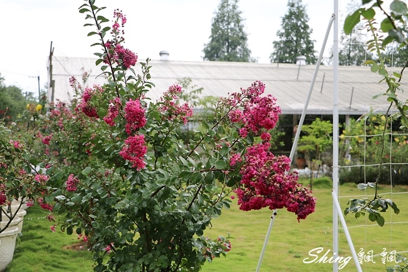 [雲林古坑] 蘿莎玫瑰山莊ROSAHILL-500種玫瑰品種夢幻花園，可以看到世界上最小的溫室玫瑰!! @博士生瘋狂日記