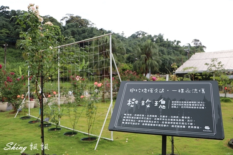 [雲林古坑] 蘿莎玫瑰山莊ROSAHILL-500種玫瑰品種夢幻花園，可以看到世界上最小的溫室玫瑰!! @博士生瘋狂日記