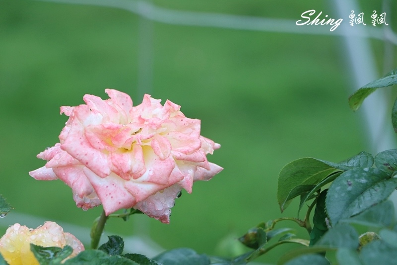 [雲林古坑] 蘿莎玫瑰山莊ROSAHILL-500種玫瑰品種夢幻花園，可以看到世界上最小的溫室玫瑰!! @博士生瘋狂日記