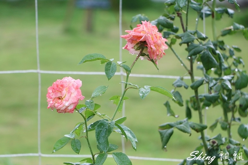 [雲林古坑] 蘿莎玫瑰山莊ROSAHILL-500種玫瑰品種夢幻花園，可以看到世界上最小的溫室玫瑰!! @博士生瘋狂日記