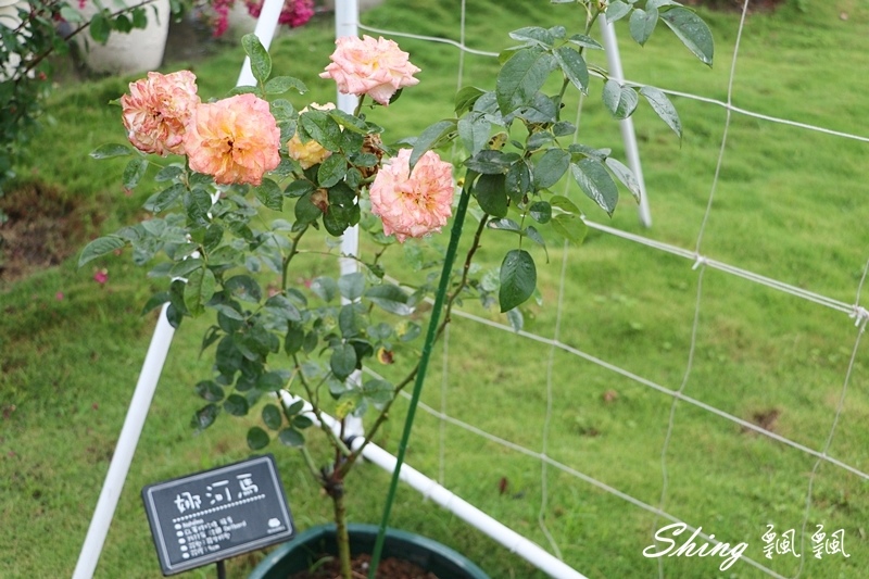 [雲林古坑] 蘿莎玫瑰山莊ROSAHILL-500種玫瑰品種夢幻花園，可以看到世界上最小的溫室玫瑰!! @博士生瘋狂日記