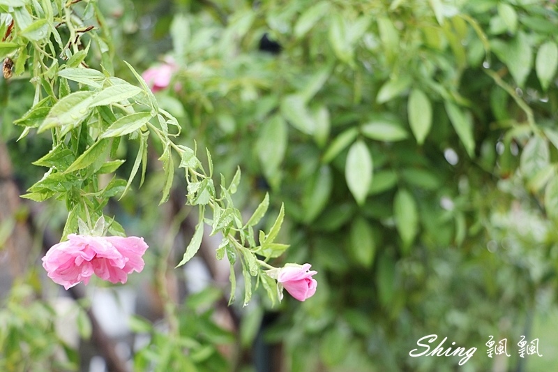 [雲林古坑] 蘿莎玫瑰山莊ROSAHILL-500種玫瑰品種夢幻花園，可以看到世界上最小的溫室玫瑰!! @博士生瘋狂日記