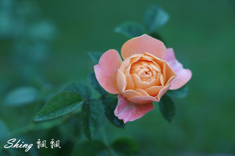 [雲林古坑] 蘿莎玫瑰山莊ROSAHILL-500種玫瑰品種夢幻花園，可以看到世界上最小的溫室玫瑰!! @博士生瘋狂日記