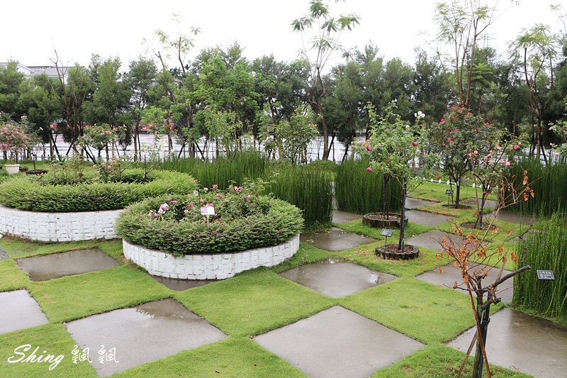 [雲林古坑] 蘿莎玫瑰山莊ROSAHILL-500種玫瑰品種夢幻花園，可以看到世界上最小的溫室玫瑰!! @博士生瘋狂日記