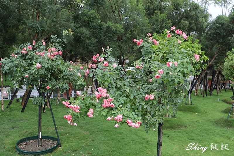 [雲林古坑] 蘿莎玫瑰山莊ROSAHILL-500種玫瑰品種夢幻花園，可以看到世界上最小的溫室玫瑰!! @博士生瘋狂日記