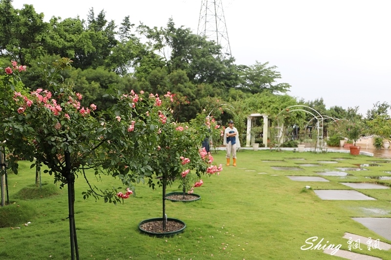 [雲林古坑] 蘿莎玫瑰山莊ROSAHILL-500種玫瑰品種夢幻花園，可以看到世界上最小的溫室玫瑰!! @博士生瘋狂日記