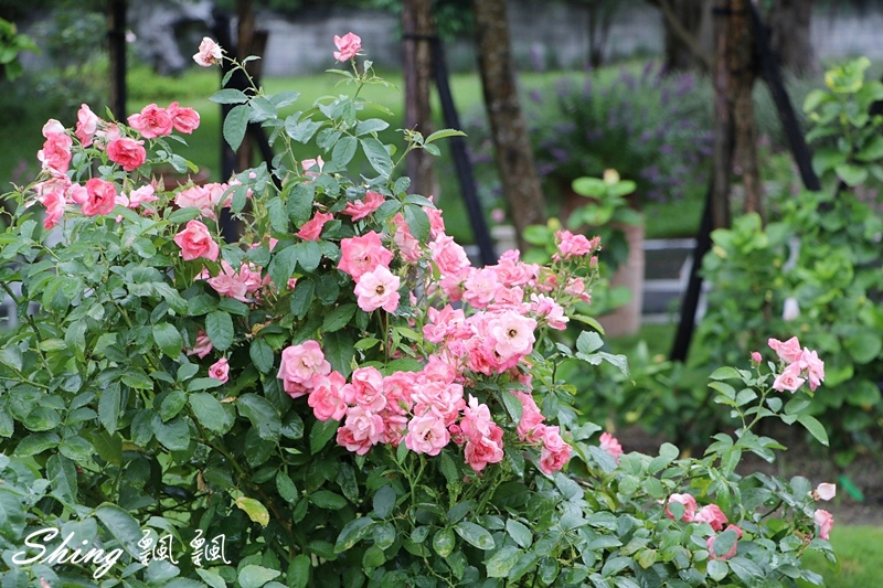 [雲林古坑] 蘿莎玫瑰山莊ROSAHILL-500種玫瑰品種夢幻花園，可以看到世界上最小的溫室玫瑰!! @博士生瘋狂日記