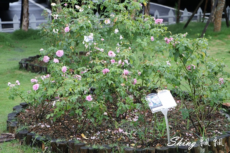 [雲林古坑] 蘿莎玫瑰山莊ROSAHILL-500種玫瑰品種夢幻花園，可以看到世界上最小的溫室玫瑰!! @博士生瘋狂日記