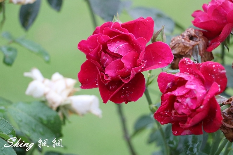 [雲林古坑] 蘿莎玫瑰山莊ROSAHILL-500種玫瑰品種夢幻花園，可以看到世界上最小的溫室玫瑰!! @博士生瘋狂日記