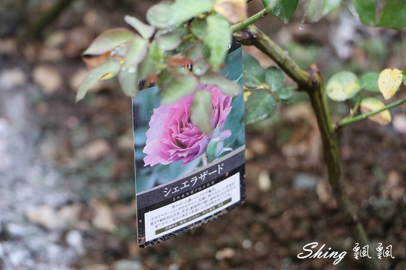 [雲林古坑] 蘿莎玫瑰山莊ROSAHILL-500種玫瑰品種夢幻花園，可以看到世界上最小的溫室玫瑰!! @博士生瘋狂日記