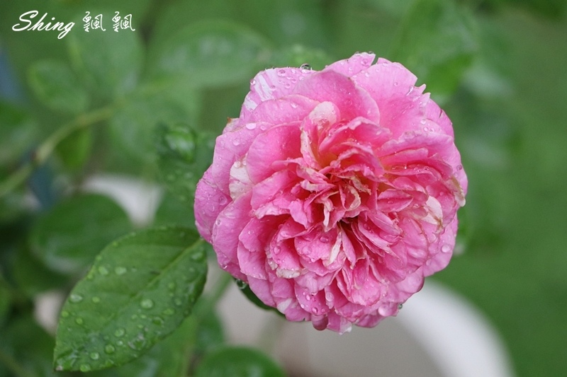 [雲林古坑] 蘿莎玫瑰山莊ROSAHILL-500種玫瑰品種夢幻花園，可以看到世界上最小的溫室玫瑰!! @博士生瘋狂日記