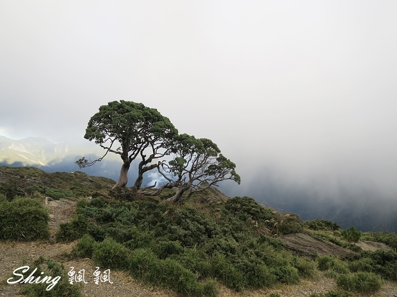 合歡山北峰 小溪營地露營(下) @博士生瘋狂日記