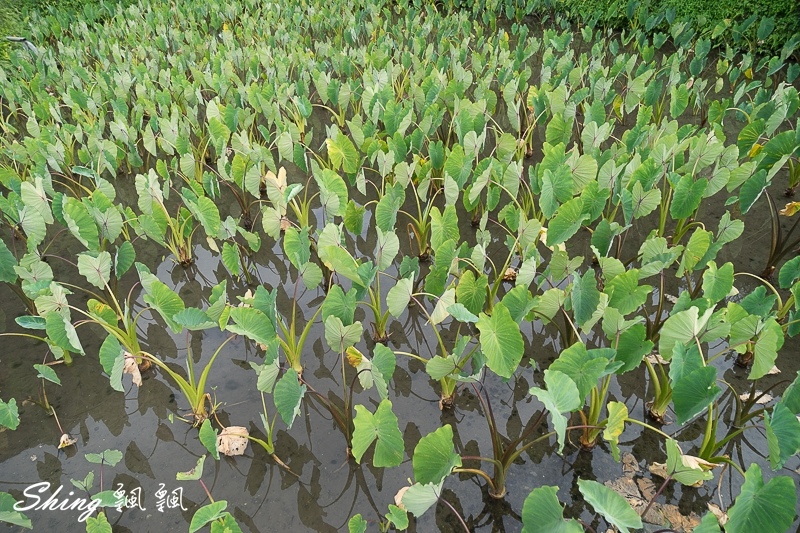 蘭嶼冰店消暑必需品-狠舔雪花冰，大推海草飛魚卵雪花冰，芋頭系列都是自己種的!! @博士生瘋狂日記
