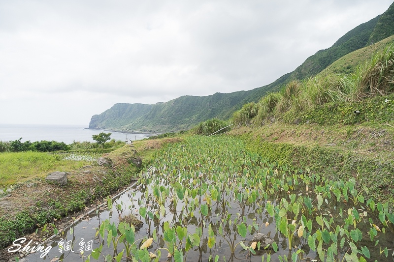 蘭嶼冰店消暑必需品-狠舔雪花冰，大推海草飛魚卵雪花冰，芋頭系列都是自己種的!! @博士生瘋狂日記