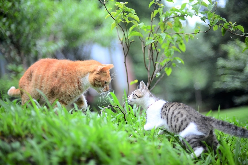 百吉星墅莊園-森林系大溪包棟住宿推薦，跟滿山滿谷螢火蟲一起睡一晚!! @博士生瘋狂日記